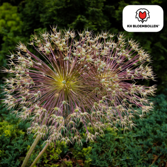 Besondere Zierzwiebel, auch Feuerwerk-Allium, kugelförmig mit sternförmigen Blüten, metallisch-lila Blüten, Packung mit 5 Stück, Allium Schubertii