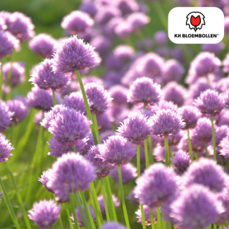 Die Zierzwiebel, kugelige Blüte, Farbe sanft rosa bis lilafarbene Töne, Packung mit 15 Stück, Allium Carolinianum