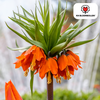 Kaiserkrone, Rot/Orange, 5 Stück, Fritillaria/Kaiserkrone