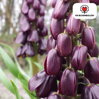 Kaiserkronen, Die lila Favoriten, Farbe tief lila, Packung mit 5 Stück, Fritillaria/Kaiserkronen