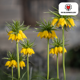 Kaiserkrone, Die Lutea, Farbe Gelb, Packung à 5 Stück, Fritillaria/Kaiserkrone