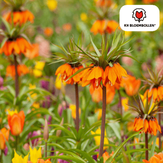 Kaiserkronen, Garland Star, Farbe Orange Rot, Packung à 5 Stück, Fritillaria/Kaiserkronen