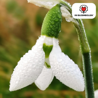 Schneeglöckchen, Farbe Weiß, Frühe Frühjahrsblüte, 1 Sack à 30 Stück, Galanthus nivalis