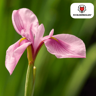 Pink Panther Schwertlilie, Blütenfarbe Rosa, Frühjahrsblüher, 1 Sack mit 25 Stück Zwiebeln