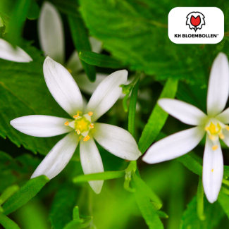 Vogelmilch, Blütenfarbe Weiß, Frühjahrsblüte, 1 Sack mit 30 Stück, Ornithogalum umbellatum