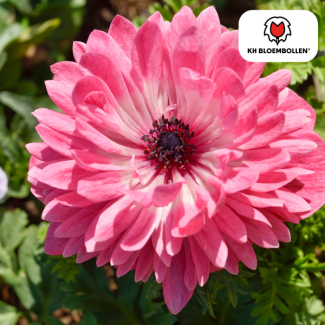 Doppelte Anemonen Volle Blüte, Diverse Farben, Frühjahrspracht, 1 Sack mit 30 Stück Knollen