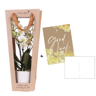Kolibri-Orchideen | Pflanzen Geschenk viel Erfolg | Lausanne-Orchidee mit Topf Karte & Geschenkbox