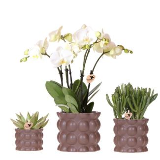 Schmetterlingsorchidee Gent + Sukkulenten in Sandfarbe Zierpot