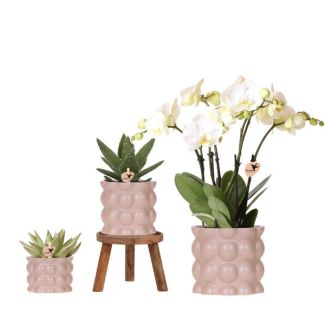 Schöne Pflanzenset Baumwolle Sand, bestehend aus weißer Schmetterlingsorchidee Gent Ø12cm, grünen Pflanzen in Topfgröße 9cm und Topfgröße 6cm, Holz-Pflanzenständer, blühende Zimmerpflanze