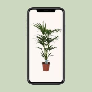 Kentia-Palme - Ø21cm - ↕120cm - Ø21 - ↨120cm