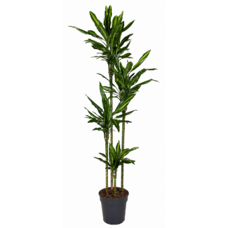 Drachenbaum - 200cm