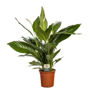 Friedenslilie - Löffelpflanze - 80 cm hoch