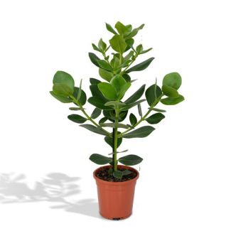 Schweinebaum innen | Clusia rosea Princess | Autografenbaum - ↕60cm - Ø17cm
