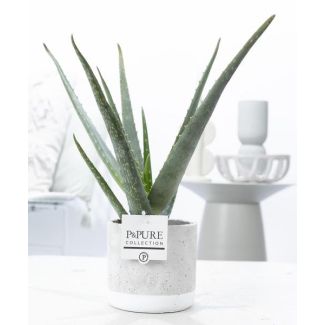 Aloe Vera in P&Pure Kollektion Jade Keramik, Ø12cm - ↕40cm