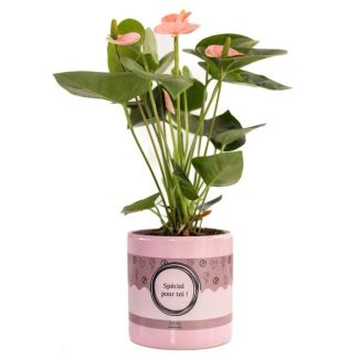 Geschenk-Tipp! Flamingopflanze in spezieller Pour Toi Verpackung, Ø12cm - ↕45cm, Anthurium Pink (Spirit)