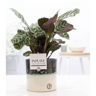 Die Fischgrätenpflanze, Gebetspflanze, Ctenanthe Burle-Marxii, Glänzende Luxus Keramiktopf Serie P&PURE Illusion Keramiken, Ø12cm - ↕25cm