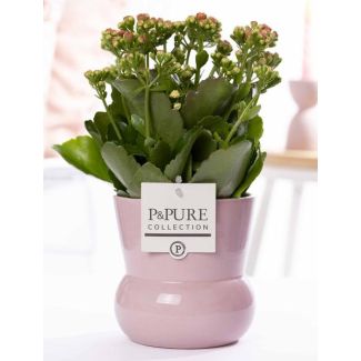 Kalanchoe, Blütenfarbe Rosa, rosa Topf aus der P&PURE Maxima Serie, Ø12 cm – Höhe 27 cm
