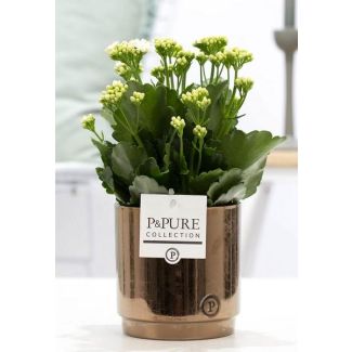 Kalanchoe, Blütenfarbe Weiß, Goldbronze Topf aus der P&PURE, Juliette Keramik Serie, Ø12 cm – Höhe 27 cm