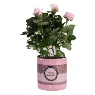Spezial Für Dich Rosenpflanze, Hellrosa Rose, Ø12cm - ↕30cm, Schönes Geschenk für Jeden Anlass