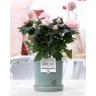 Licht-Rosa Zimmerrose, Stilvolle Rosa Pflanze P&PURE Lauren Keramiken, Ø12 cm – Höhe 30 cm