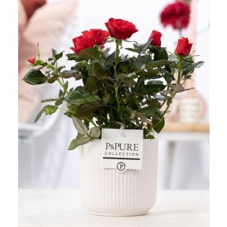 Rote Zimmerrose, Stilvoller weißer Topf P&PURE Sophie Keramiken, Ø12 cm – Höhe 30 cm