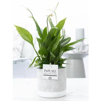 Der Löffelblatt, Weiße Blumen, in Goldbronze Topf, P&PURE Jade Keramik Serie, Spathiphyllum, Ø12cm - ↕35cm