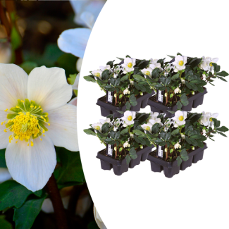 Helleborus niger 'Christmas Carol' – Set von 24 Christrosen (4 x Sixpack)