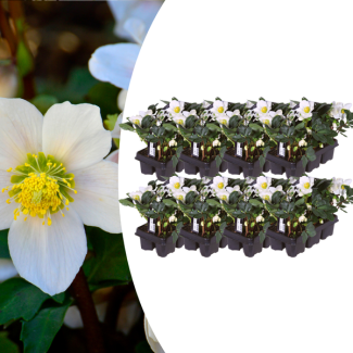 Helleborus niger ‘Christmas Carol’ – Set von 48 Christrosen (8 x Sixpack)
