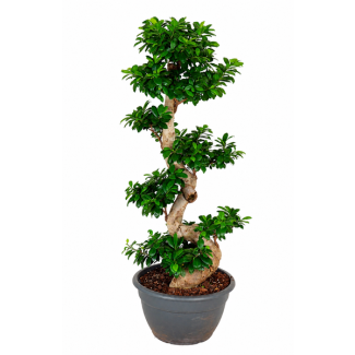 Ginseng S-Form - 140 cm