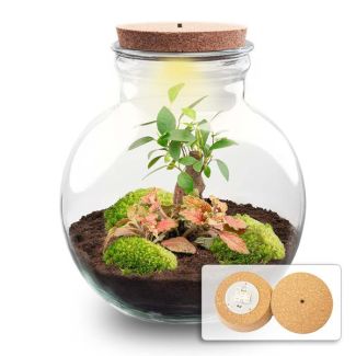 Geschenk-Tipp! DIY Pflanzen-Terrarium (mit Beleuchtung), Teddy-Bonsai mit LED-Kork, Ø25cm, ↑ 26,5cm, Selbstversorgendes Ökosystem, Komplettset mit Pflanzen und Moosen ohne Werkzeuge, Pflegeleicht, Blickfang
