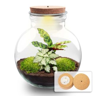 Geschenk-Tipp! DIY Pflanzen-Terrarium (mit Beleuchtung), Teddy mit LED-Kork, Ø25cm, ↑ 26,5cm, Selbstversorgendes Ökosystem, Komplettset mit Pflanzen und Moosen ohne Werkzeuge, Pflegeleicht, Blickfang