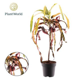 Bunte Zimmerpflanze - Kroton - grün, gelb, orange und rot