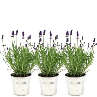 Lavendel, 3 Stück, in Zierpot, Farbe Blau, Lila, Außenpflanze, Terrassenpflanze, Balkonpflanze, Lavandula angustifolia Felice® in Old Look Zierpot - 13 cm Topf