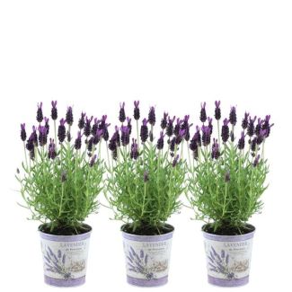 Geschenk-Tipp! Set von 3 Federlavendel in Zierpot, Farbe Lila/Purpur, Gartenpflanzen, Terrassenpflanze, Balkonpflanze, Lavandula stoechas Anouk® in Lavendelprint Zierpot - 13 cm Topf