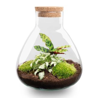Geschenkidee! DIY Pflanzen-Terrarium, Sammie Kalathea mit Kork, Ø 22,5 ↕ 27 cm, Selbstversorgendes Ökosystem, Komplettset mit Pflanzen und Moosen ohne Toos, Pflegeleicht, Blickfang