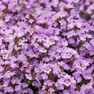 60 Stück Kriech-Thymian Purple Beauty