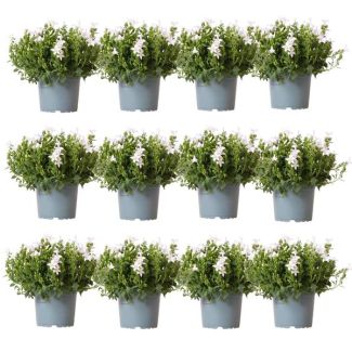 Glockenblume, 12 Stück, Farbe Weiß, Gartenpflanzen, Bodendecker, Campanula Addenda Ambella white, Topfgröße 12 cm