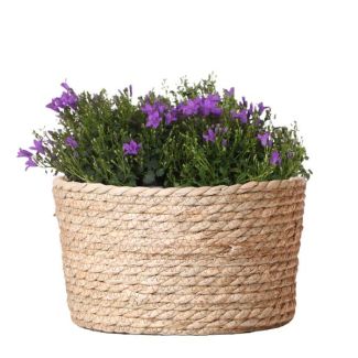 Schale mit 3 Stück Glockenblumen, Farbe Lila, Gartenpflanzen, Balkonpflanzen, Gefüllter Pflanzenbehälter, Zimmerpflanzen, Blühende Zimmerpflanzen, Glockenblume Addenda Ambella Intensivlila
