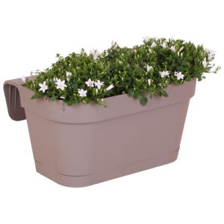 Balkonkasten taupe mit 3 Stück Glockenblume, Farbe Weiß, Gartenpflanze, Balkonpflanzen, Gefüllter Pflanzenkasten, Glockenblume Addenda Ambella weiß