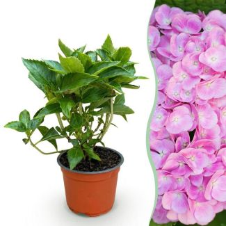 Rosa Hortensie