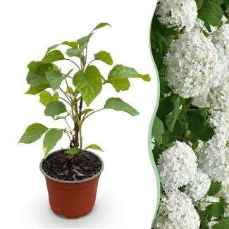 Weiße Hortensie