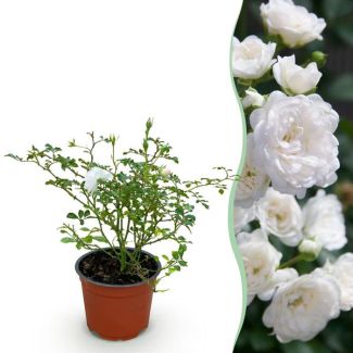 Weiße Rose