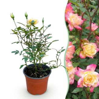 Gelb-Rosa Rose
