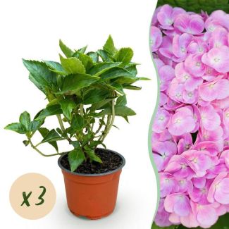 3 Stück Hortensie Rosa