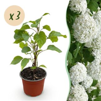 3 Stück Rispenhortensie Weiß (Schneeball)