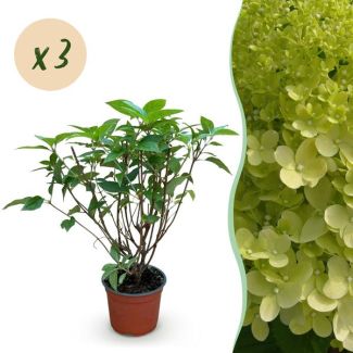 3 Stück Rispenhortensie Limegrün - Creme - Zartrosa