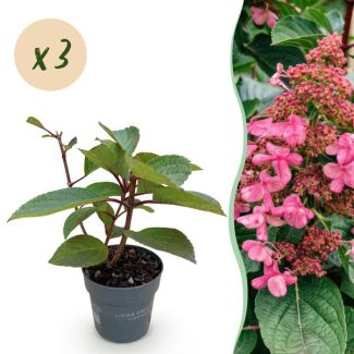 3 Stück Rispenhortensie Weiß - Zartrosa