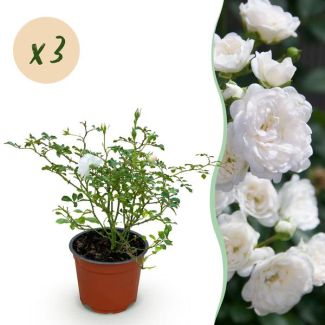 3 Stück Rose Weiß
