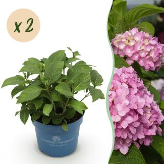 2 Stück Rosa Hortensie
