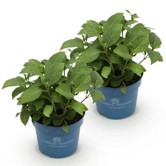 2 Stück Hortensie Lila